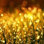 green grass close up photo