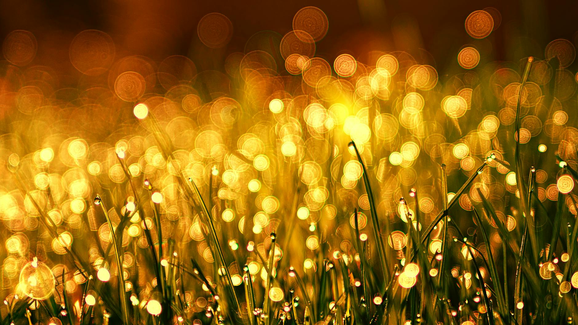 green grass close up photo